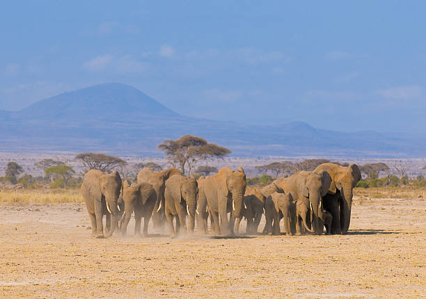 Chase Wild Safaris photograph 1