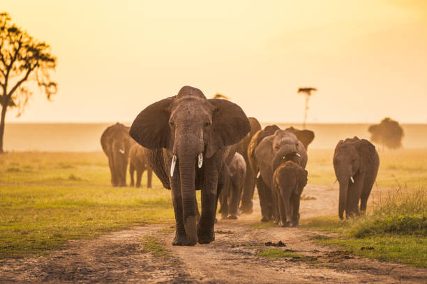 Chase Wild Safaris photograph 10