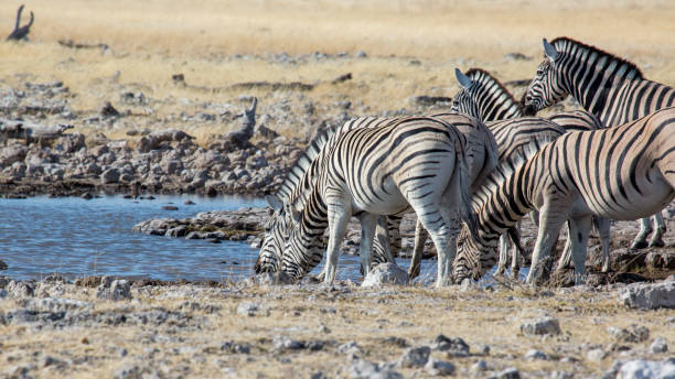 Chase Wild Safaris photograph 11