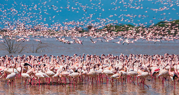 Lake Nakuru