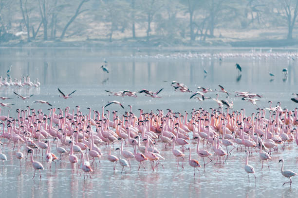 Chase Wild Safaris photograph 13