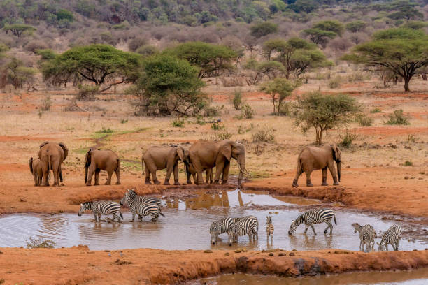 Chase Wild Safaris photograph 14