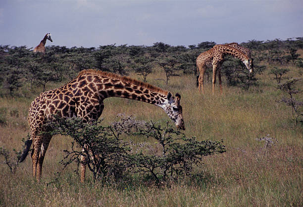 Chase Wild Safaris photograph 15