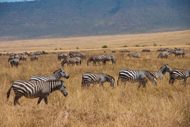 Chase Wild Safaris photograph 17
