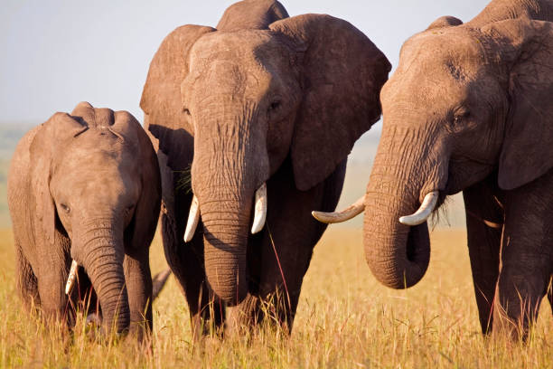 Chase Wild Safaris photograph 2