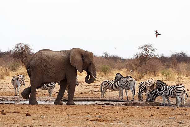 Chase Wild Safaris photograph 21