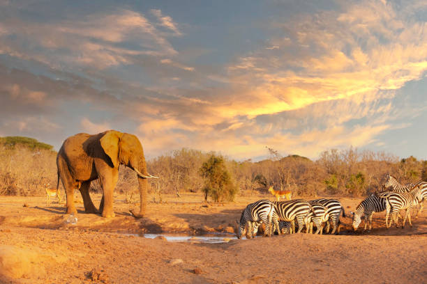 Chase Wild Safaris photograph 22