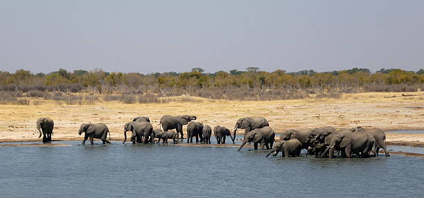 Chase Wild Safaris photograph 24