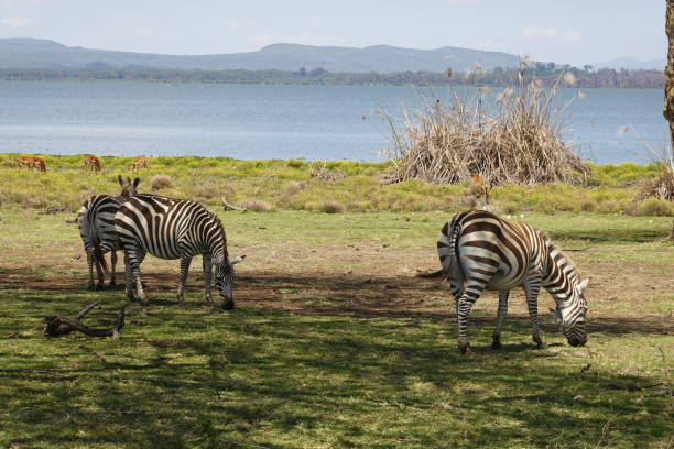 Chase Wild Safaris photograph 25