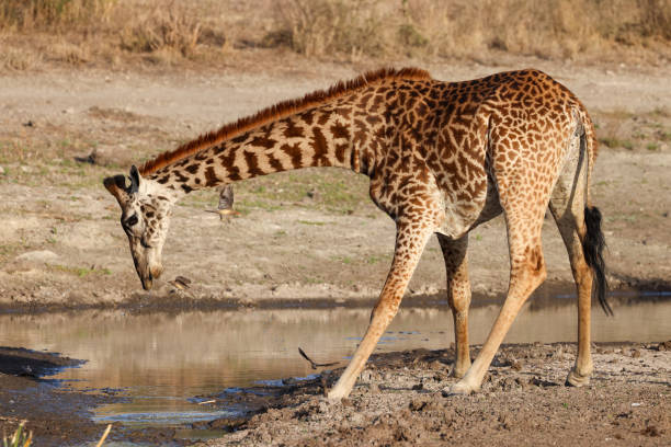 Chase Wild Safaris photograph 26