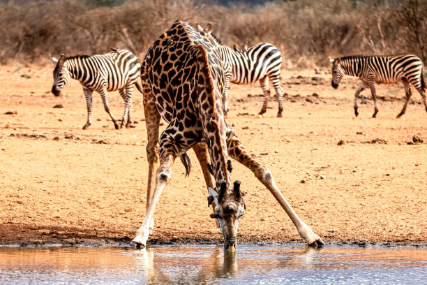 Chase Wild Safaris photograph 27