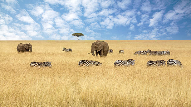 Chase Wild Safaris photograph 29