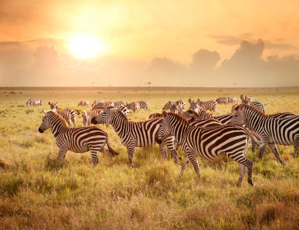 Chase Wild Safaris photograph 3