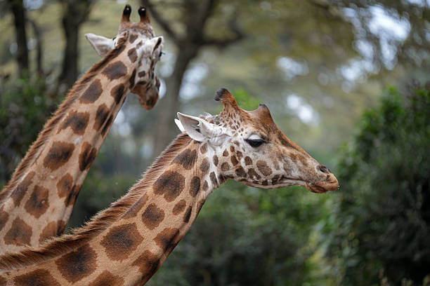 Chase Wild Safaris photograph 30