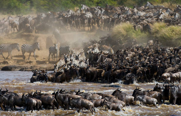 International Safaris