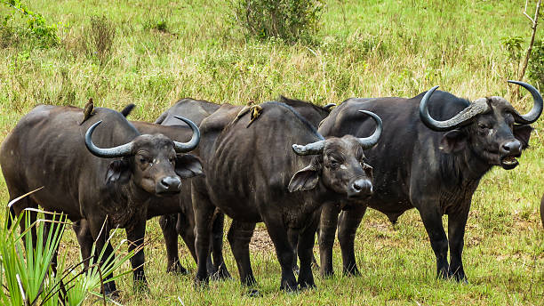Chase Wild Safaris photograph 32
