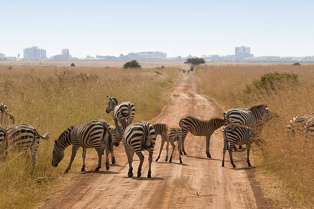 Chase Wild Safaris photograph 4