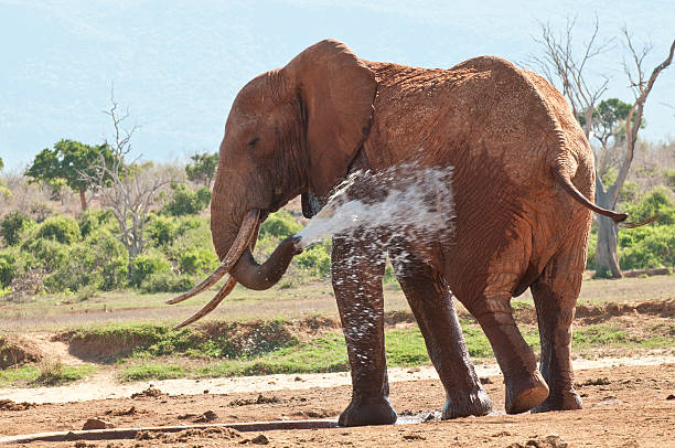 Chase Wild Safaris photograph 5