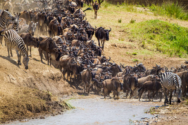 Chase Wild Safaris photograph 6