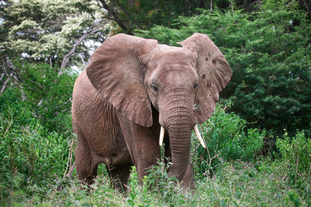 Chase Wild Safaris photograph 7
