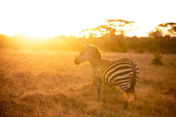Chase Wild Safaris photograph 8