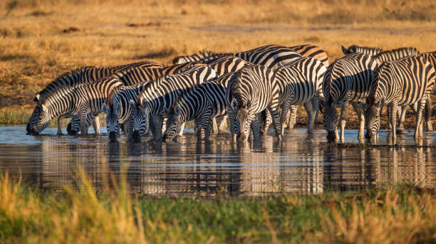 Chase Wild Safaris photograph 9