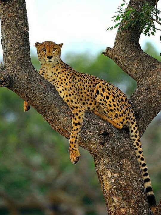 Recent sighting photographed on a Chase Wild safari