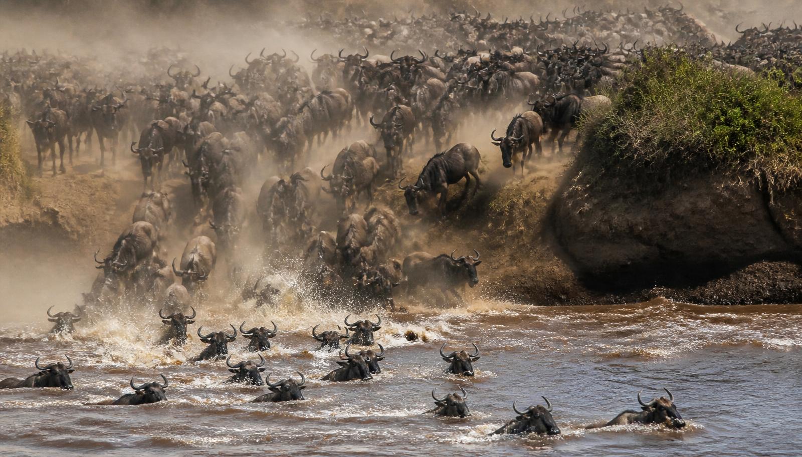 Wildebeest plunging into the Mara River during a crossing
